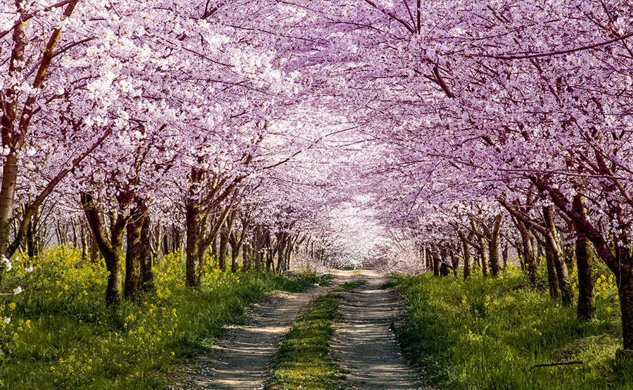 櫻花嫵媚多姿，繁花似錦，為重要觀賞之花木。